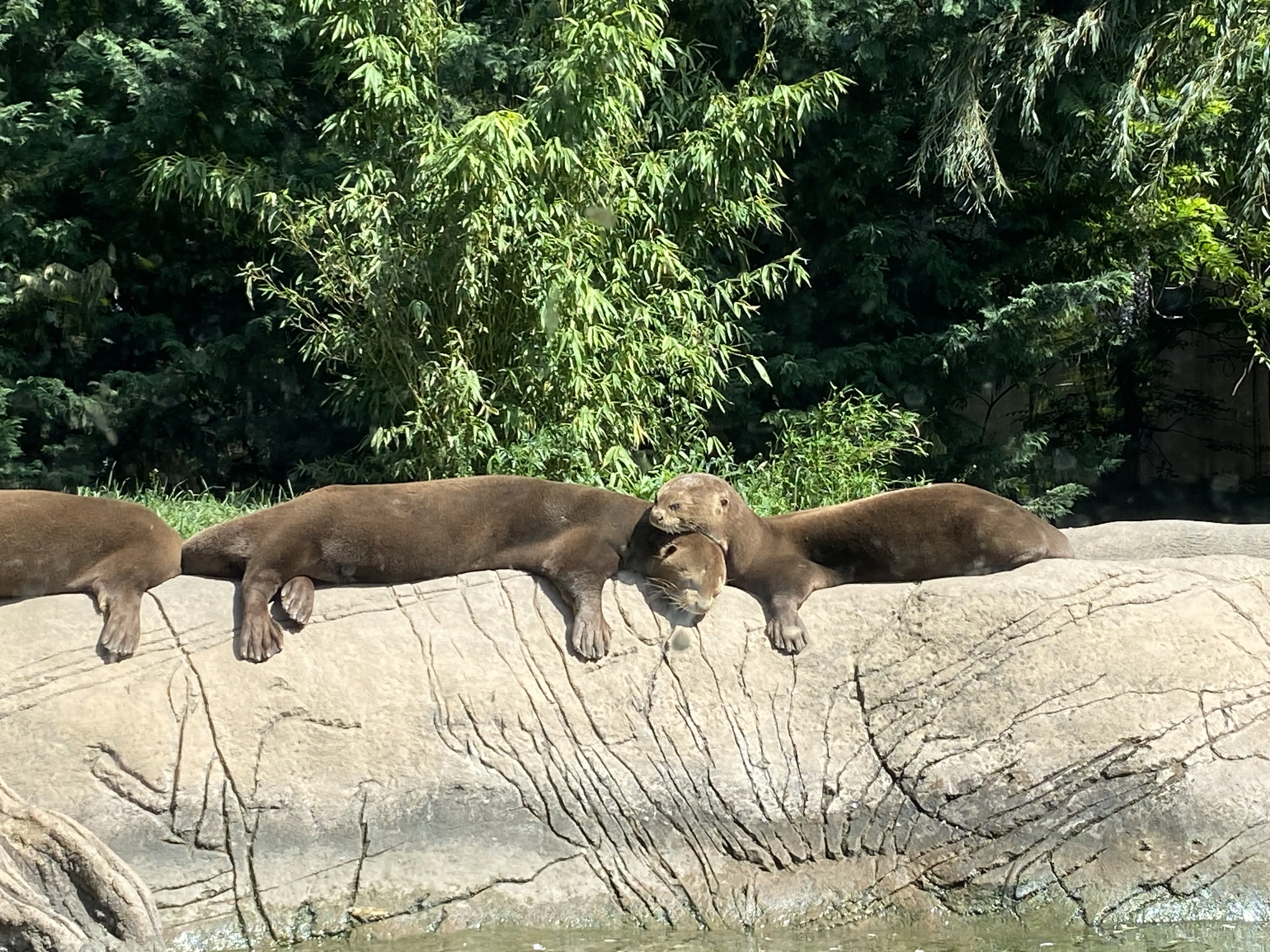 Zoo Budapešť